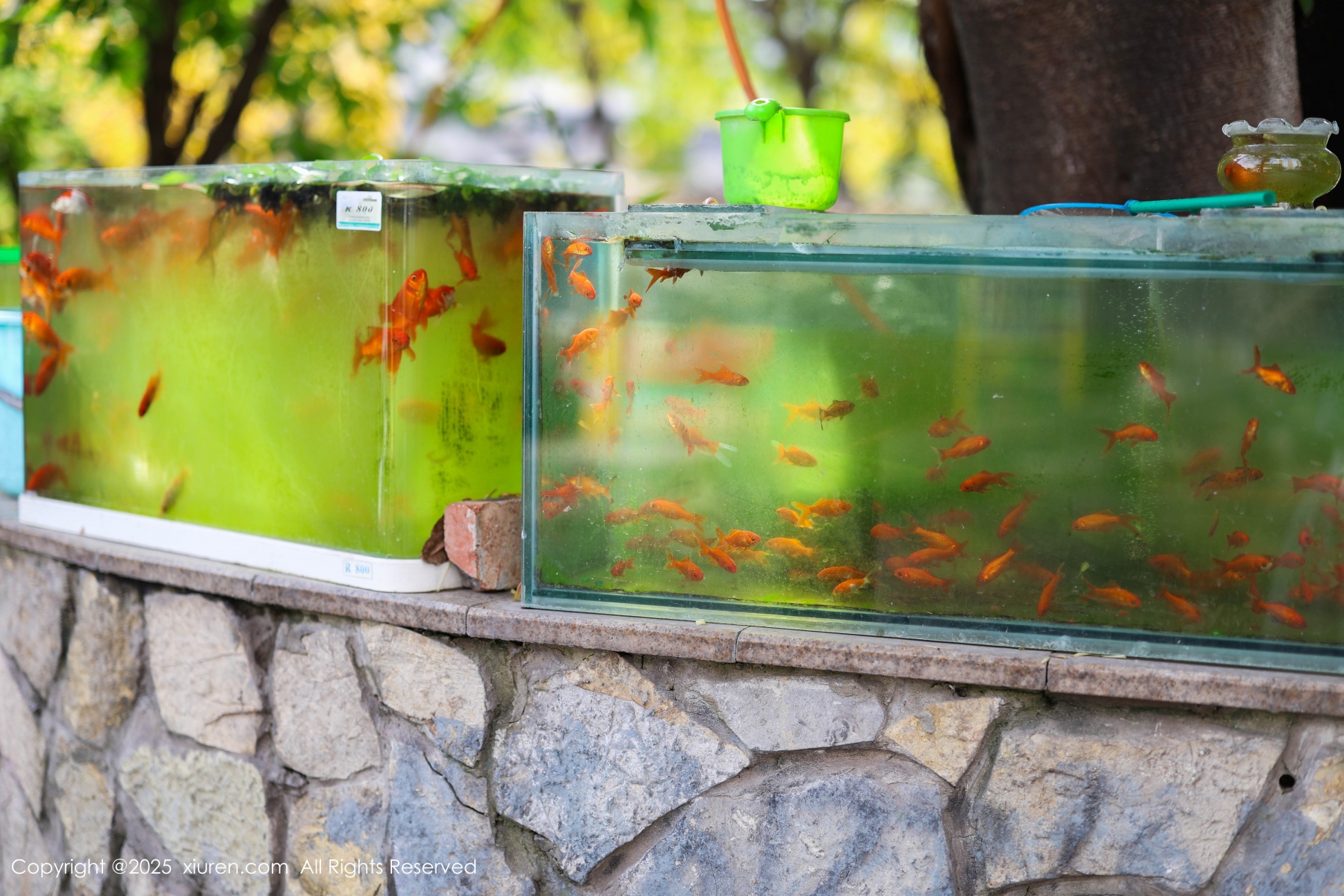 秀人 [XIUREN] 2025.05.08 茂木希子